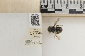 Media type: image;   Entomology 789145 Aspect: Labels